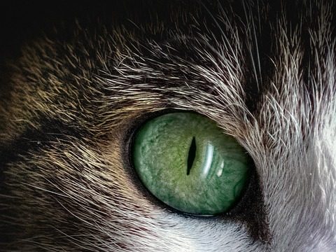 celebrity pets