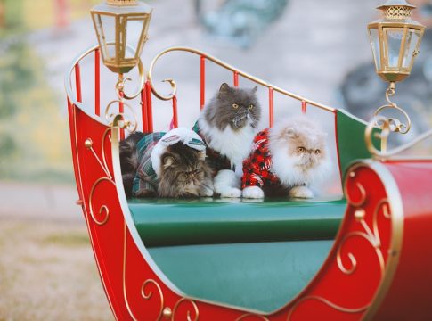 celebrity pets
