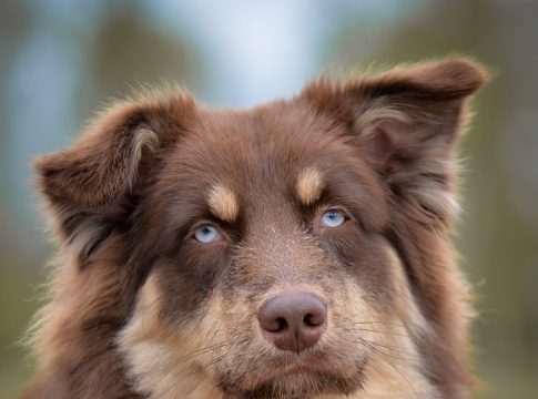 celebrity pets