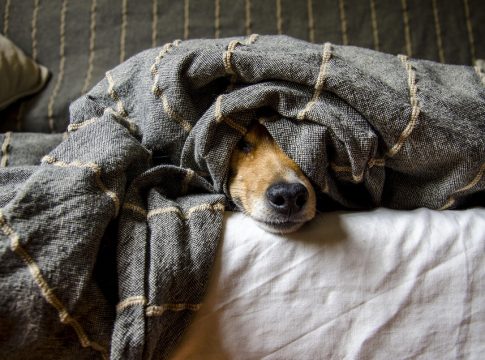 celebrity pets
