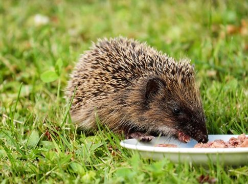 mindful eating