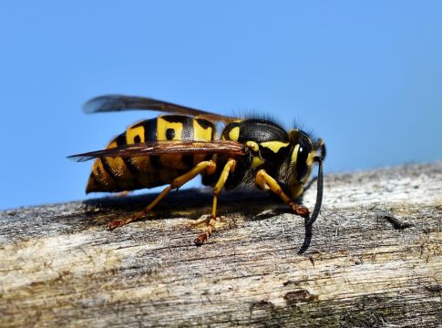 sting operation