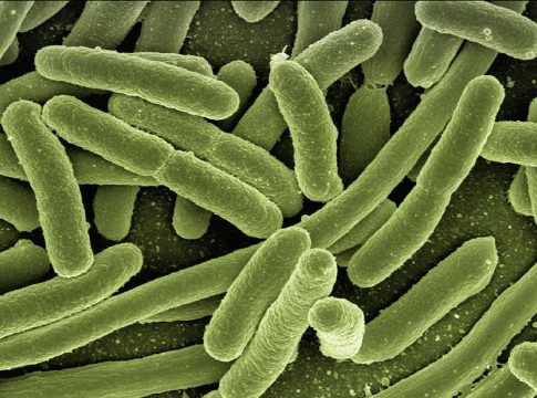 immune system boosters